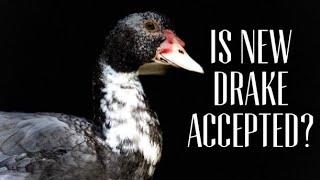 HOW THE NEW DRAKE IS FITTING IN WITH THE MUSCOVY DUCKS AND CHICKENS