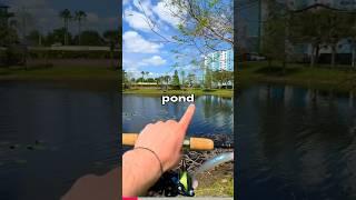 I Fished a Random Florida Pond 