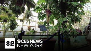 Rare corpse flower blooms at Brooklyn Botanic Garden