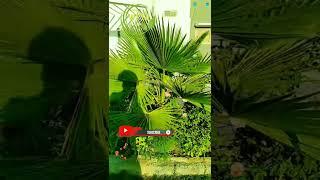 #European fan palm#such a beautiful plant to beautify your #garden# and #home#