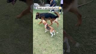 Beaglevs Germanshepherd#funny#dogs#viralvideo#shorts#germanshepherd#beagle
