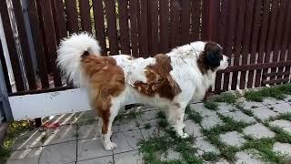 An angry dog guards the yard. Dog barking. Moscow Guard Dog.