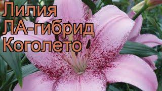 Лилия ла-гибрид Коголето (lilium la-hybrids cogoleto)  обзор: как сажать, луковицы лилии Коголето