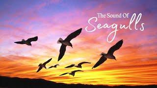 The Sound of Seagulls | Why Are Seagulls So Noisy?  | AudiShack  #searbirds  #gulls  #noisybirds