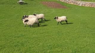 Sean Carter training his sheepdog, Ben