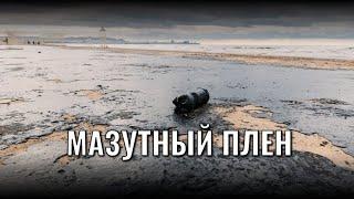 Мазутный ужас! Власти снова бездействуют, а на черном море — настоящее 'кладбище' животных!