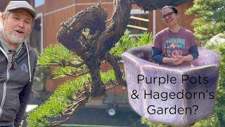 Bonsaify | Carmen Leskoviansky talks Purple Pots from Michael Hagedorn's Garden