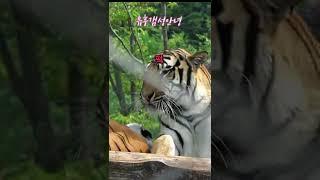 범궁 : 태범이가 귀찮은 무궁!!! (백두대간수목원 호랑이숲 호랑이) korea tiger #shorts