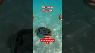 fish in the pubg river  #shorts #pubgmobile #unknowngaming