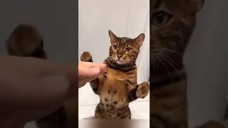 funny cats 