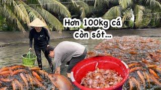 Mấy cha con bắt hôi, GIẢI CỨU HƠN 100 KÍ CÁ ĐIÊU HỒNG SẶC BÙN, anh Hoon xuống phụ bắt cá luôn…