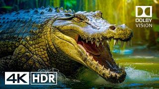 True Clarity 4K HDR 60FPS Dolby Vision - (4K Video) ULTRA HD #nature #4k