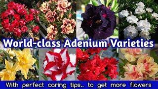 Best Adenium Plants (Desert rose) to Grow at Home  / Top Desert Rose Varieties