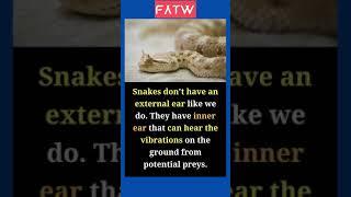 Top 10 Amazing Facts About Snakes In English   - Top 10 Interesting Facts About Snakes #shorts