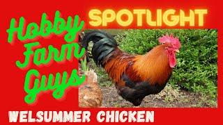 HFG Farm Animal Spotlight: Welsummer Chicken