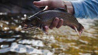 NATIVE BROOK TROUT FISHING in Bear Country