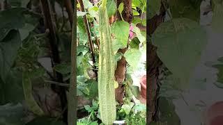Ridge gourd from my kitchen garden