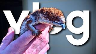 Episode 2 - Picking up New Skink,  Research, Cricket Eggs, Live Insects plus more...