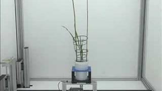 Plant Phenotyping and Plant Phenomics