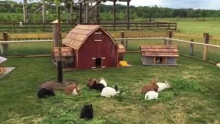 Bunny village at All seasons orchard