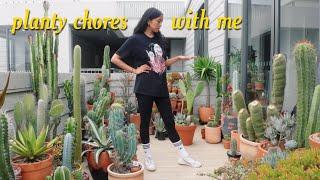 Planty Chores  Refreshing cacti & succulent arrangements