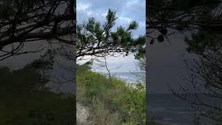 Когда лес и море рядом…