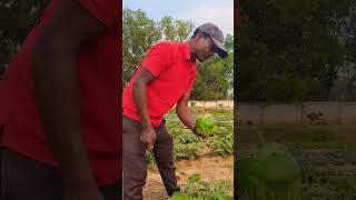 Swarna shyamali brinjal harvesting from Organic plot #swarnashyamali #rcer #jharkhand