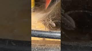 My Shop Spider Larry ￼
