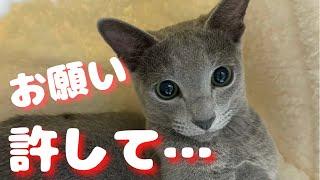 必見‼毎朝５時ｗあらゆる手段を使って主を起こそうとするかわいい猫【ロシアンブルー】子猫