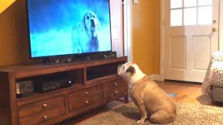 Bulldog Comes Running To Watch Her Favorite Commercial