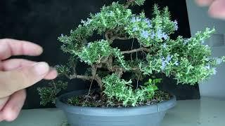 Fantastic Blooming Rosemary Bonsai. Cheap Herb Bonsaitree for beginners.