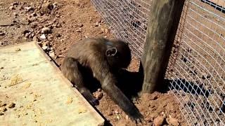 Hanging out with the tiny baby baboons|| grooming