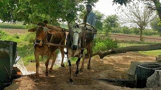 Bull Powered Water Wheel Irrigation System | Old Technology of Canal Water Lifting