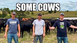 Some Cows (Some Girls Parody)