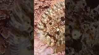 Camouflaged Fish  #shorts #shortsvideo #fish