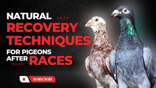 How to Recover Pigeons After Races :  Natural Recovery Techniques
