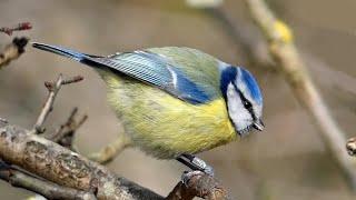 Blue Tit - Songs and Calls