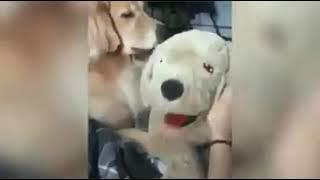 Cuando Tu Dueño Te Cambia por Un Perro de Peluche