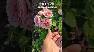 Роза сорт Вильям Кристи   #rose #розы #цветы #garden