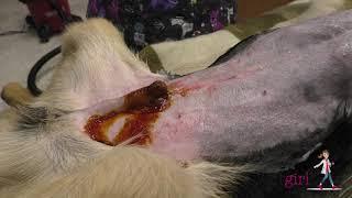 VETgirl Veterinary CE Video: How to Surgical Prepare the Abdomen in a Dog or Cat