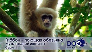 Гиббон - поющая обезьяна - Фильм 1. Музыкальный инстинкт - Документальный фильм