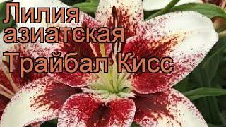 Лилия азиатская (lilium asitic tribal kiss)  азиатская лилия обзор: как сажать, луковицы лилии