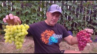 Grapes are Ready but not All. Grapes by September 1st