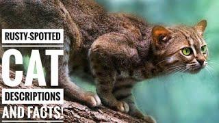 Rusty-spotted cat || Descriptions and Facts!