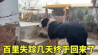 百里回來了,一身狼狽樣,今天又給小院添加新設備,越來越漂亮了 #生活的煙火氣息 #生活vlog #記錄平凡生活 #小院改造 #有一種叫雲南的生活