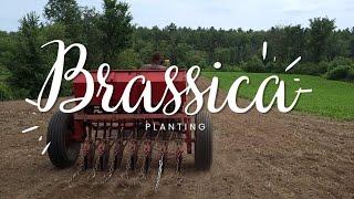 Food Plot Planting Brassica With A John Deere Grain Drill - Yamaha | Farmer Dad In The City