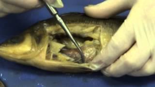 Perch dissection