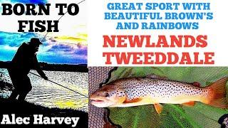 FLY FISHING - BEAUTIFUL  SCOTTISH BROWN AND RAINBOW  TROUT.