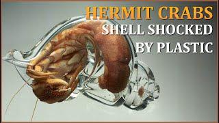 Hermit Crabs  Shell Shocked by Plastic | Nature Nuggets