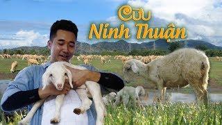 Nông Nghiệp Sạch | Cừu Phan Rang - Ninh Thuận - Đặc Sắc Giống Cừu Duy Nhất Ở Việt Nam